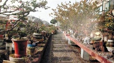 劉光嘉出示博物館內(nèi)部圖片中，擺放著各種盆景。