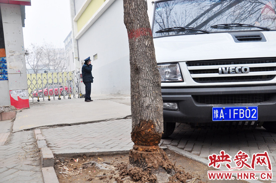 據(jù)了解，這棵樹在一家名叫“蝸牛之家”賓館專用停車場的出口處的南側，與北側的另外一棵白蠟樹有三四米的距