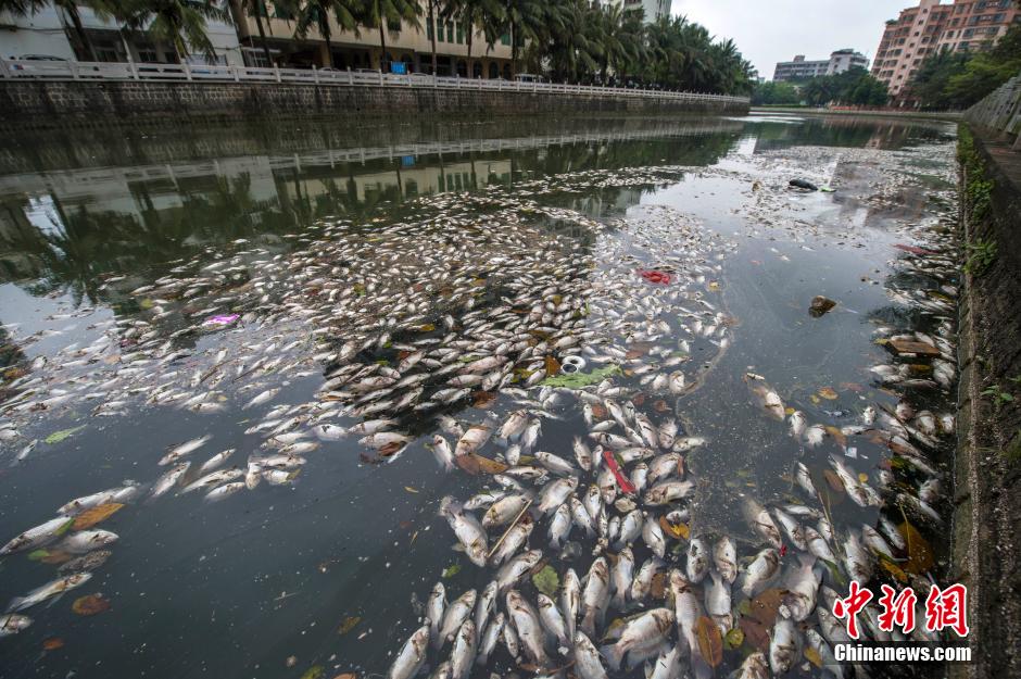 ?？诿郎岷蝇F(xiàn)大面積死魚 河面蔓延超一公里長