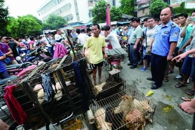 今天是廣西玉林狗肉節(jié)，市場上的攤販增加了數(shù)倍，城管也出動對市場上的占道行為進行規(guī)范 記者 劉暢 攝