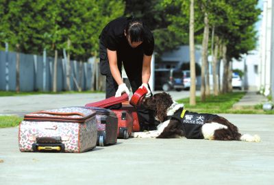搜油犬正在進(jìn)行日常訓(xùn)練。