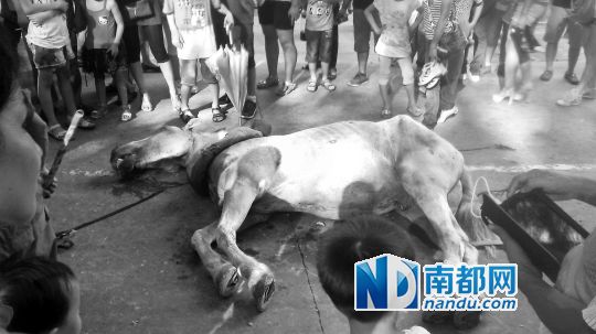 死馬拉的車。 游客圍觀死馬。游客供圖
