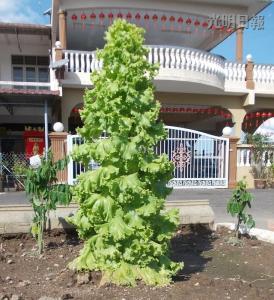 馬口親善花園居民李亞德種出“高人一等”的生菜，這棵3英尺高的生菜好像圣誕樹，令人稱奇。