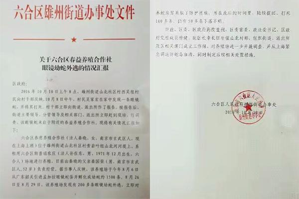 交匯點(diǎn)10月10日消息， 10日晚上，一則消息在南京人的朋友圈和微信群里瘋傳，網(wǎng)傳消息稱：六合雄州街道山北村一個(gè)農(nóng)莊私自養(yǎng)眼鏡蛇，幾天前突然跑出來(lái)了，估計(jì)二三百條。交匯點(diǎn)記者向六合區(qū)委宣傳部相關(guān)人士求證，證實(shí)了此事確實(shí)發(fā)生。