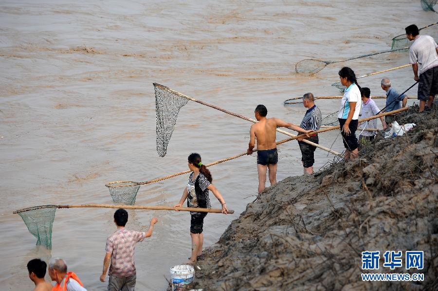 7月6日,在山西省平陸縣黃河岸邊,人們在河邊捕撈黃河“流魚”。