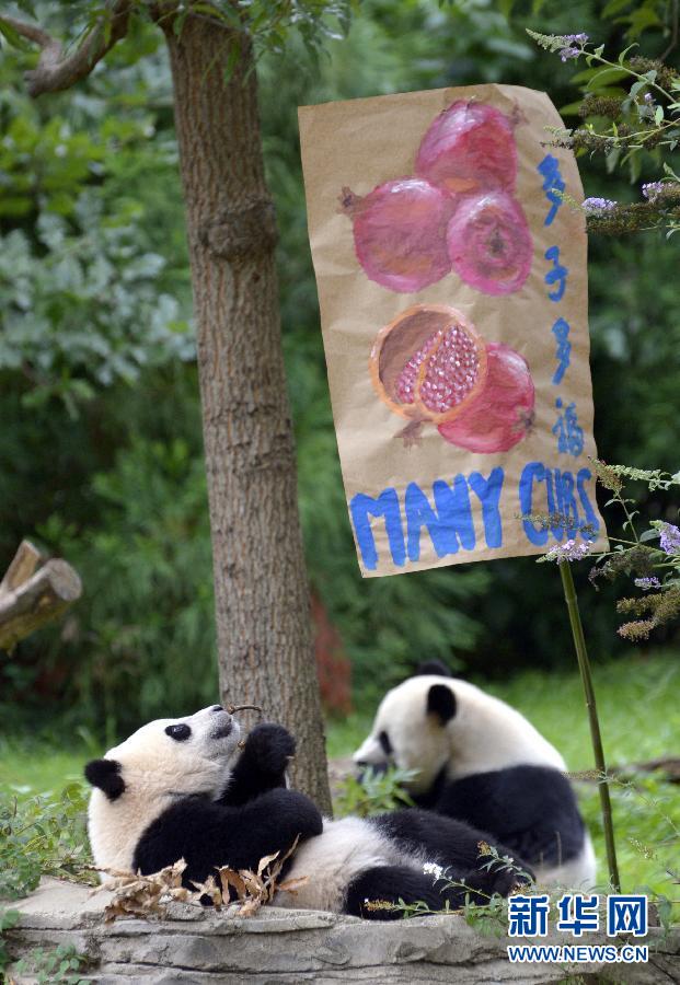 8月23日,大熊貓“寶寶”在美國華盛頓的國家動物園參加“抓周”儀式。