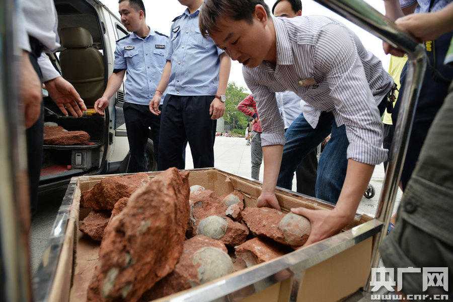 2015年4月19日，廣東河源，道路改造施工現(xiàn)場，挖出一大窩恐龍蛋化石。