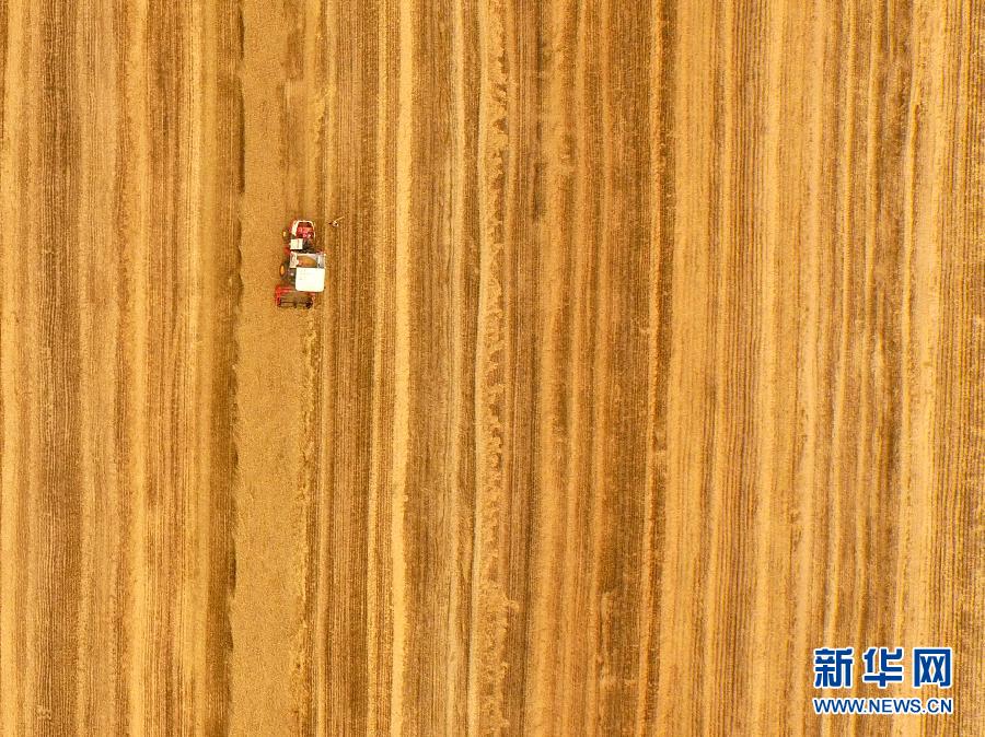 這是5月28日在河南省南陽市唐河縣甘河灣村航拍的麥?zhǔn)宅F(xiàn)場。