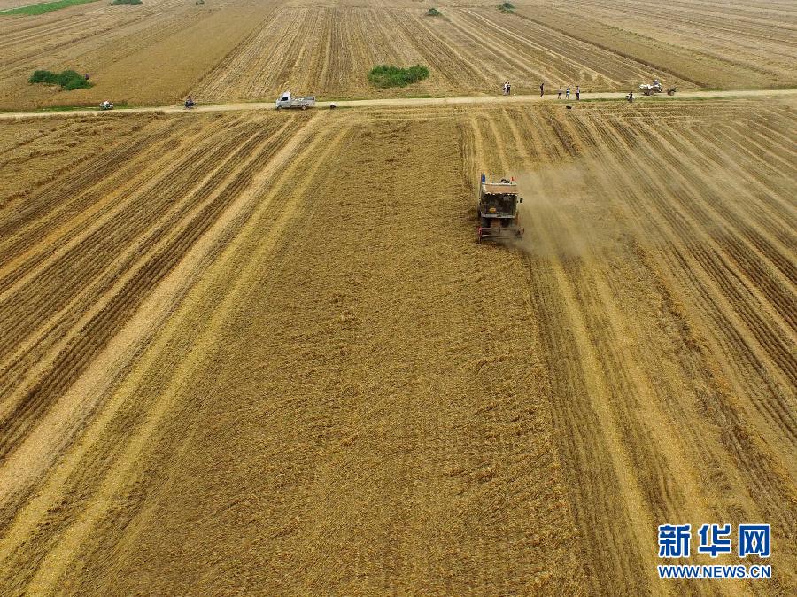 這是5月28日在河南省南陽市唐河縣甘河灣村航拍的麥?zhǔn)宅F(xiàn)場。