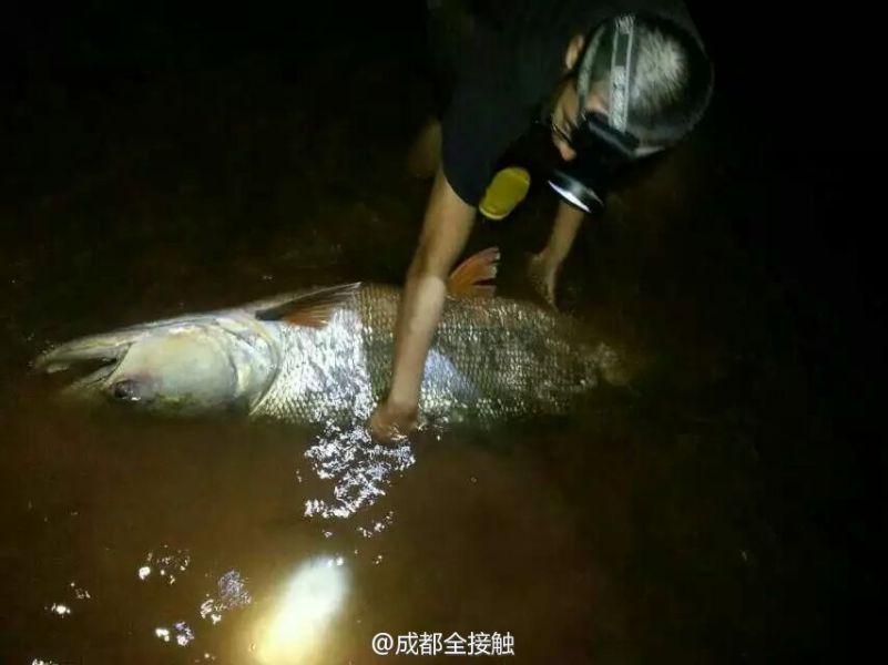 圖為父子倆發(fā)現(xiàn)大魚。