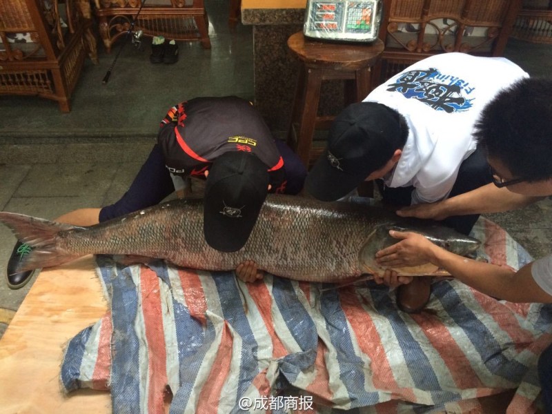 圖為父子倆翻動(dòng)大魚。