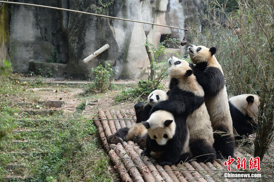幾只大熊貓?jiān)谖故硶r間從飼養(yǎng)員處爭領(lǐng)食物。