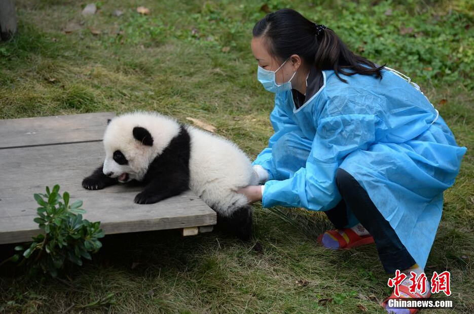 一名飼養(yǎng)員正幫助一只小大熊貓練習(xí)攀爬。