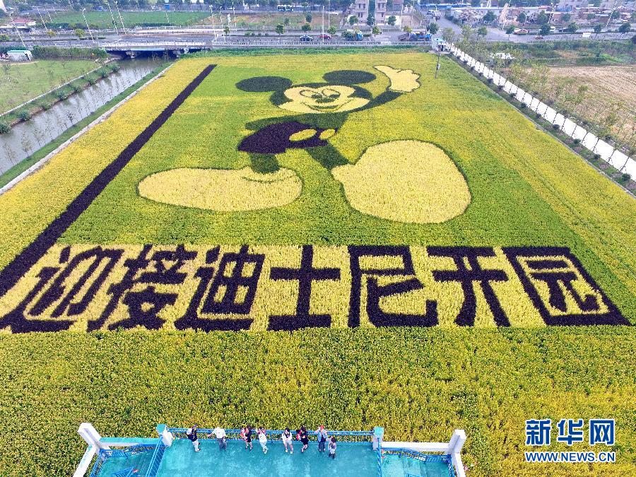 10月25日，游客在觀景臺上觀賞“米老鼠”稻田畫。