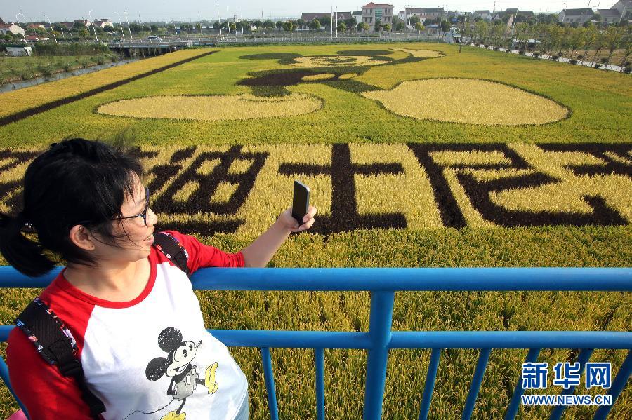 10月25日，游客在觀景臺上觀賞“米老鼠”稻田畫。