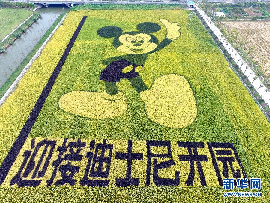 10月25日，游客在觀景臺上觀賞“米老鼠”稻田畫。