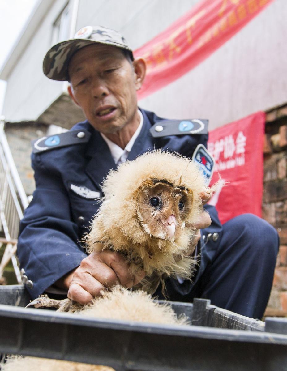 這5只雛鳥長得既像貓頭鷹，又像老鷹，危億玲和她丈夫便上網(wǎng)查詢，也沒查出來到底是什么動物。因為擔(dān)心這些雛鳥是保護(hù)動物，放在自己家里會養(yǎng)不好，危億玲便聯(lián)系上了都昌縣林業(yè)局野生動植物保護(hù)管理站。