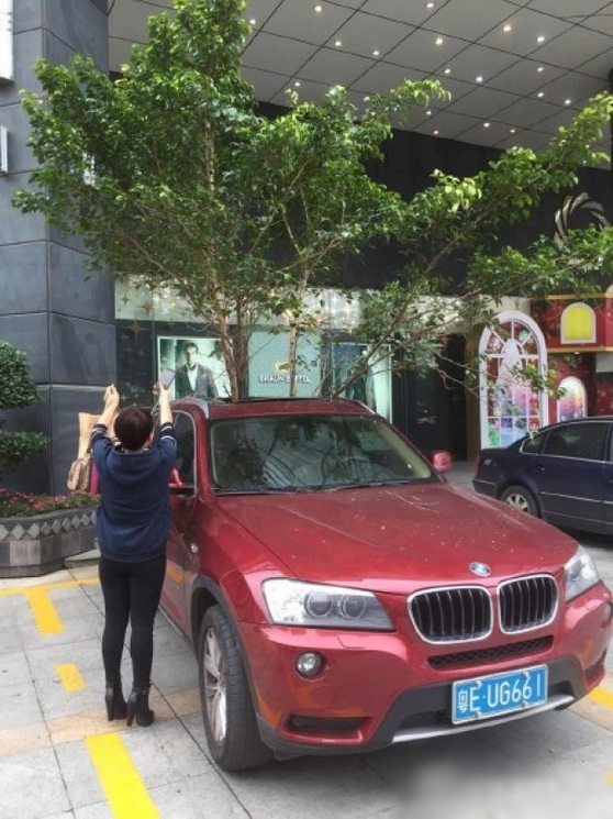 一輛停在停車位上的寶馬轎車，被墜落的樹枝砸中，樹枝徑直插入車內(nèi)，現(xiàn)場引發(fā)不少市民圍觀拍照。