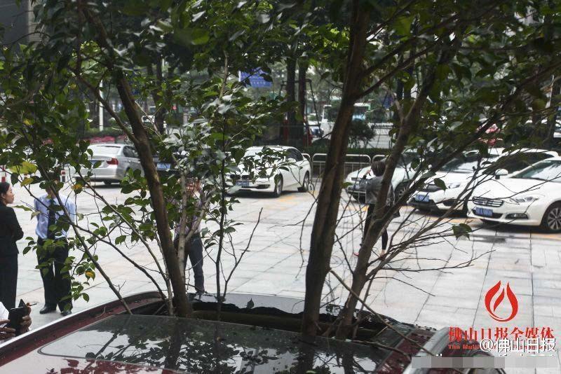 一輛停在停車位上的寶馬轎車，被墜落的樹枝砸中，樹枝徑直插入車內(nèi)，現(xiàn)場引發(fā)不少市民圍觀拍照。