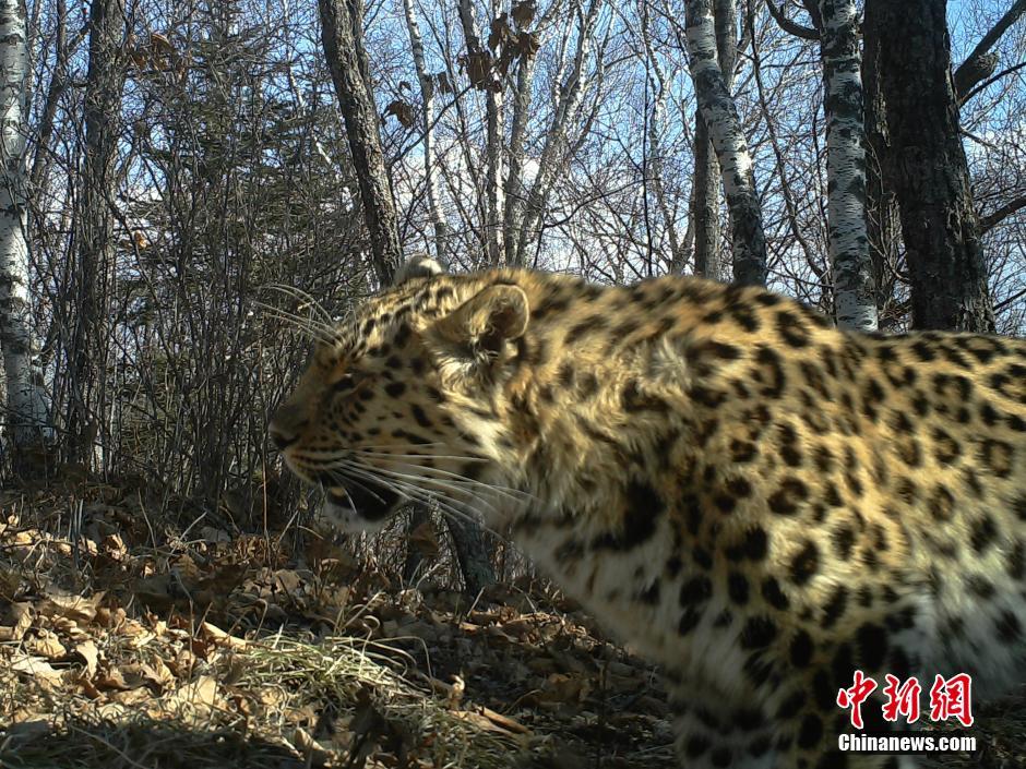 黑龍江老爺嶺保護區(qū)多次拍到野生東北虎、豹影像