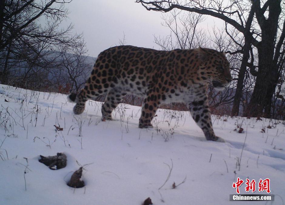 黑龍江老爺嶺保護區(qū)多次拍到野生東北虎、豹影像