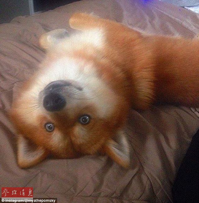 狐貍還是狗？藍眼睛萌寵走紅網(wǎng)絡