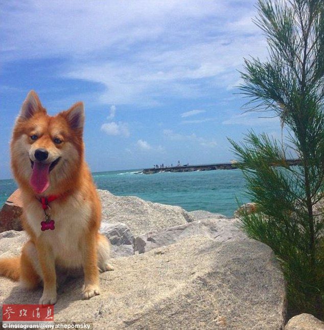 狐貍還是狗？藍眼睛萌寵走紅網(wǎng)絡