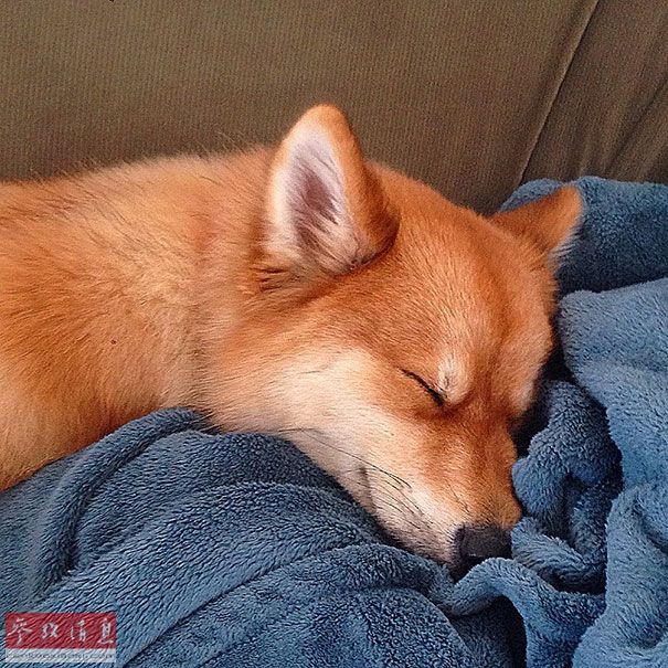 狐貍還是狗？藍眼睛萌寵走紅網(wǎng)絡