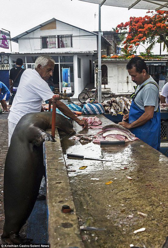 厄瓜多爾海獅成魚攤“?？汀?排隊(duì)“買”金槍魚