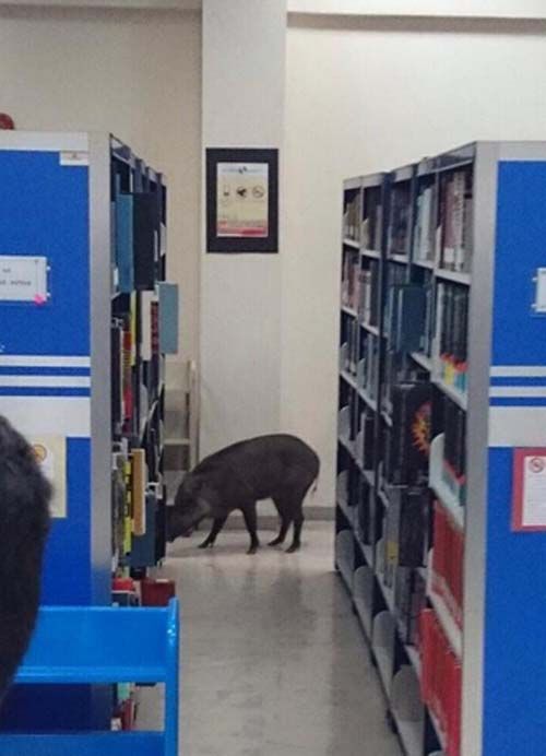 野豬進入圖書館后開始四處“閑逛”。