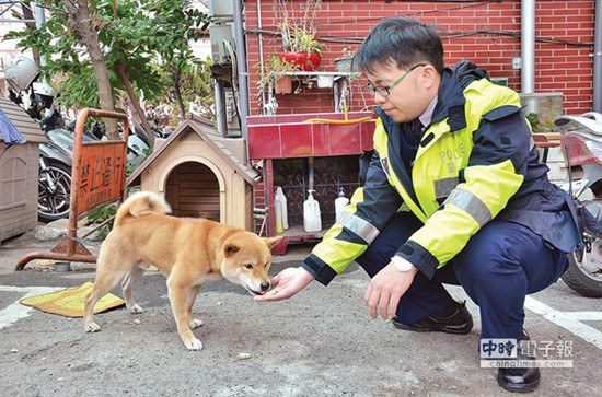 圖中這只柴犬生性好動，逢人就搖起臀部及尾巴