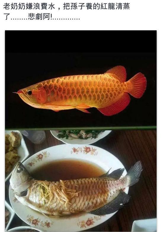 老奶奶嫌浪費(fèi)水,把孫子養(yǎng)的紅龍清蒸了。圖片取自臺(tái)媒