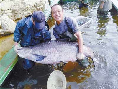 河南水庫捕到147斤重大青魚，長1.76米。