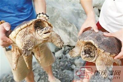 楊先生買來(lái)的鱷龜有很強(qiáng)的攻擊性。見(jiàn)習(xí)記者 雷鍵 攝