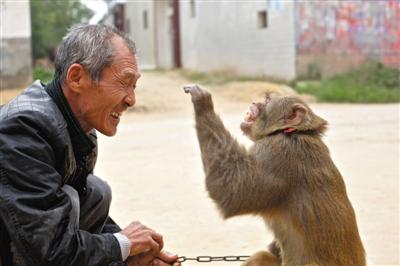 10月13日，新野縣鮑灣村耍猴人楊林貴蹲在家門口和自己的猴子玩耍。楊林貴，耍猴近三十年。