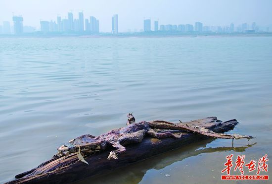 23日上午，瀏陽河與湘江交匯的地方發(fā)現(xiàn)了一條鱷魚的尸骸。