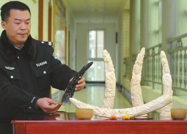 1月5日，辦案民警展示擋獲的犀牛角、盔犀鳥(niǎo)頭、象牙制品。