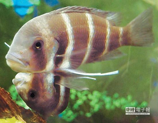 這對連體魚上面的哥哥體型較大，約是下面弟弟的2倍