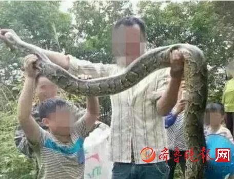 膽真大！男子抓野生大蟒燉湯 蟒蛇屬國家一級(jí)保護(hù)動(dòng)物(圖)