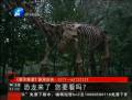 恐龍來(lái)了 你要看么？