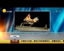 雄雞靚照催生優(yōu)質(zhì)蛋？看臉世界讓人心碎