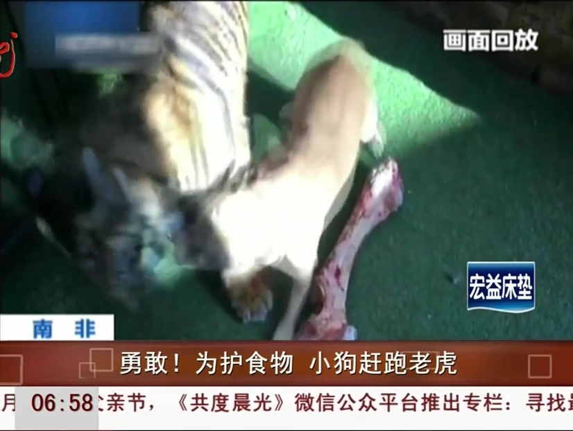 勇敢！為護(hù)食物 小狗趕跑老虎