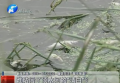 誰(shuí)玷污了須水河的“清白”？