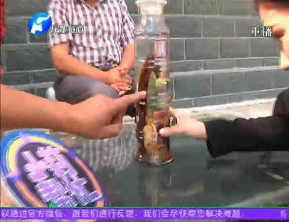神奇！泡酒人參發(fā)芽長樹葉