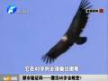 鷹活40歲會蛻變？