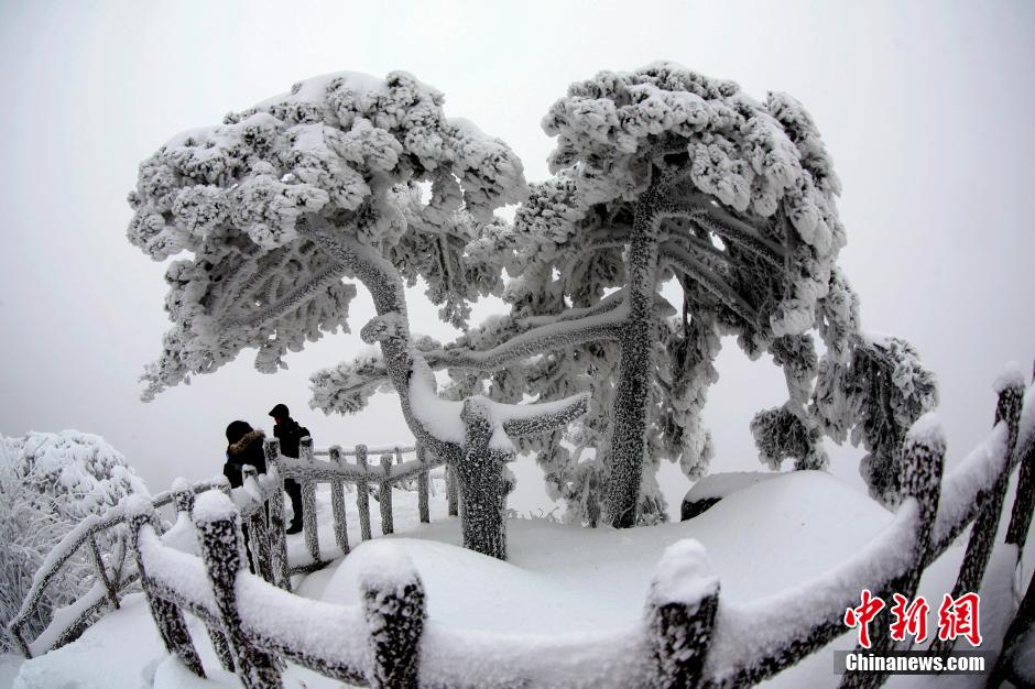 12月18日，雪后的安徽黃山風(fēng)景區(qū)出現(xiàn)了大面積雪凇美景，銀裝素裹，玉樹瓊枝，游人置身其間，如醉如癡。