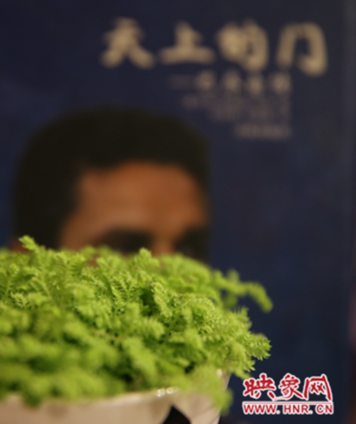 書架上精心布置的綠色植物。