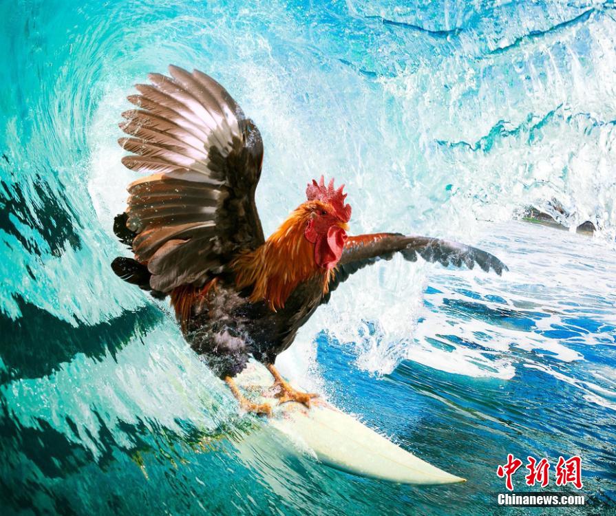 有趣！英國(guó)一公司推出公雞日歷
